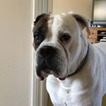 Profile Picture of Daniel James Whittle (@dj_little_whittle) on Instagram