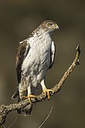 Profile Picture of Bonelli's eagleon Wikipedia