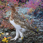 Profile Picture of Miriam Tenne (@miriam tenne photography) on Flickr