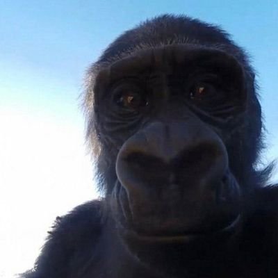Profile Picture of Spicy White (@joel_womack) on Twitter