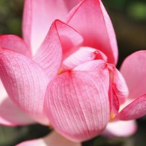 Profile Picture of Rose Chang (@216850551) on Myspace