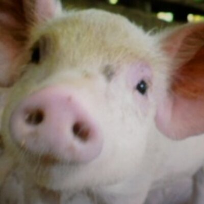 Profile Picture of Ken Pasternak (@kentacular501) on Twitter