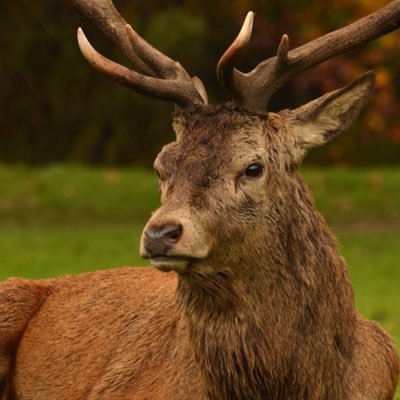 Profile Picture of David Channell (@Cervus_Digital) on Twitter