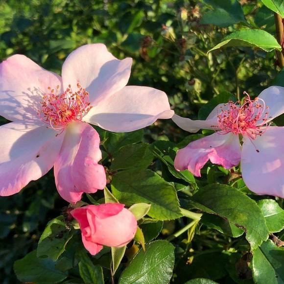 Lindsay Clague - Poshmark Profile Picture of Lindsay Clague (@lclague) on Poshmark