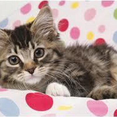 Profile Picture of Stacey Arce (@StaceyJanice) on Twitter