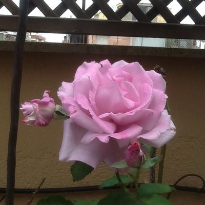 Rose Volpe - Twitter Profile Picture of Rose Volpe (@rvolpe48) on Twitter