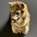 Profile Picture of Jan Jackhals (@jan.rotteveel.5602) on Facebook