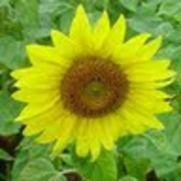 Profile Picture of Paula Petty (@ppetty1477) on Poshmark