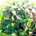 Profile Picture of Raasikh Kanjiani (@raasikhkanjiani) on Flickr