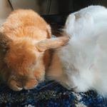 Profile Picture of Benjamín y Benito🐰🐰 (@benitoybenji) on Instagram