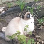 Profile Picture of Spencer Freeman (@spencer_and_cats) on Instagram