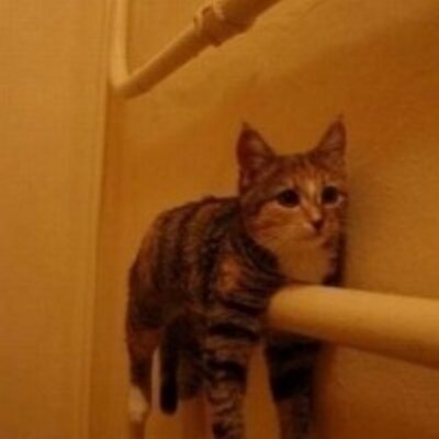 Profile Picture of Jonathan Balderrama (@layrveerra) on Twitter