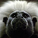 Profile Picture of Kevin Frenette (@kevinfrenette) on Flickr
