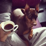 Profile Picture of Oliver JosephJackson Mulvehill (@ollie_the_minidoberman) on Instagram