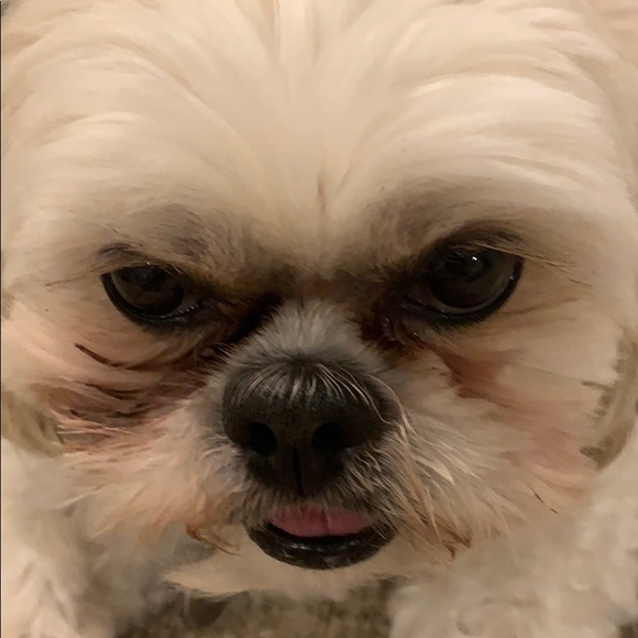 Profile Picture of Lily Zini (@lilybruzzini) on Poshmark