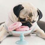 mark miano - Instagram Profile Picture of mark miano (@pugster_mark) on Instagram
