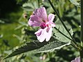 Profile Picture of Althaea armeniacaon Wikipedia