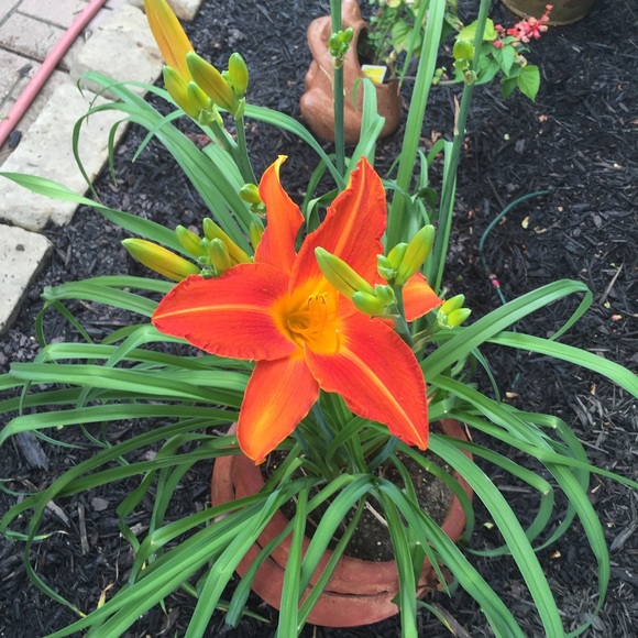 Carrie Varvil - Poshmark Profile Picture of Carrie Varvil (@bumbly) on Poshmark