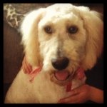 Profile Picture of Zoe Gibbs (@zoelovemyowner) on Instagram