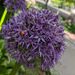 Profile Picture of Jenifer Graham (@jenifergraham5) on Pinterest