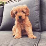 Profile Picture of Days.With.Darcie (@days.with.darcie) on Instagram