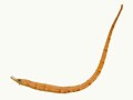 Profile Picture of Trawl pipefishon Wikipedia