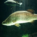 Profile Picture of Bennie Da Barramundi (@yeet_bennie_da_barra) on Instagram