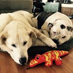 Profile Picture of Kim Vanderlaan (@iluvlucy808) on Instagram