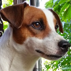 Profile Picture of Don Plooksawasdi (@don_plo) on Twitter