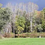 Profile Picture of Tracy Fulton (@greydogmaplefarms) on Instagram