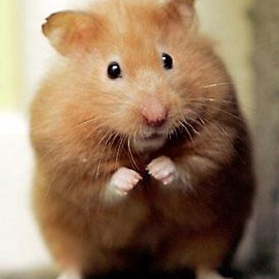 Profile Picture of Mike Lafferty (@Hamster_nz) on Twitter