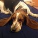 Profile Picture of Chapi Moka (@chapimoka) on Pinterest