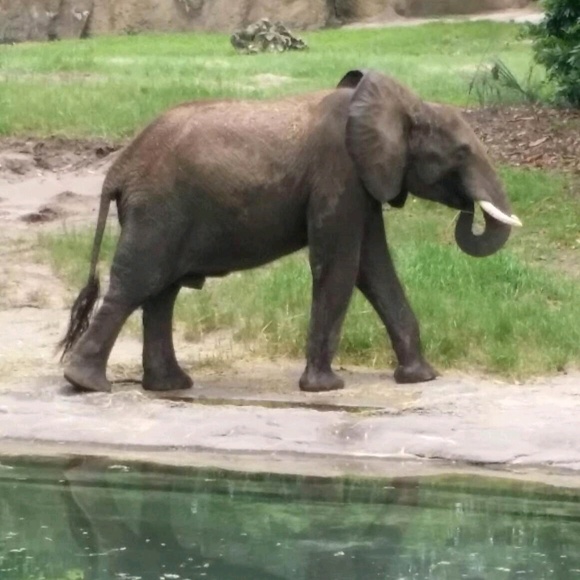 Profile Picture of Tawanda Lewis (@tawanda26) on Poshmark