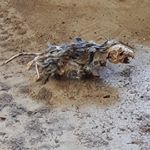 Profile Picture of trevor crocker (@crocker_trevor) on Instagram