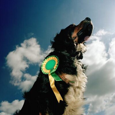 Profile Picture of Alex Dog Trainer (@dogtrainingbook) on Twitter