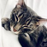 Profile Picture of Theo Ray (@little__prince_theo) on Instagram