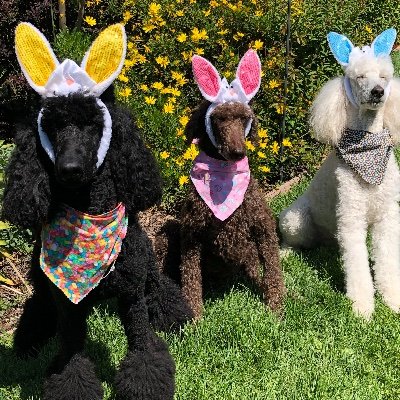 Profile Picture of Tracy Starkey (@PoodlernTracy) on Twitter