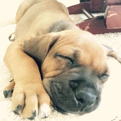 Profile Picture of Clemente Pineda (@Chato18093335) on Twitter