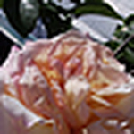 Profile Picture of Joanne Devivo (@shopinjo) on Flickr