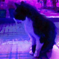 Profile Picture of Petard Stamo (@petard-stamo-1) on Quora