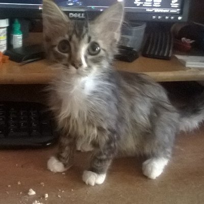 Profile Picture of Marc Dibiase (@DibiaseMarc) on Twitter