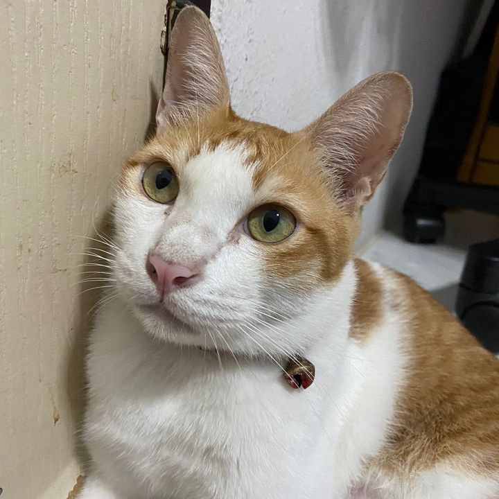 Profile Picture of PeterDucker (@peter_duckerz) on Tiktok