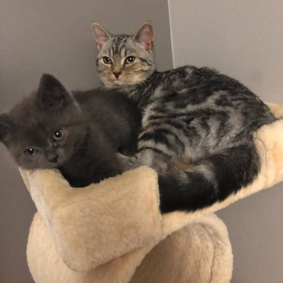 Profile Picture of Kaf Kaf (@kaf_kaf) on Poshmark