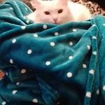 Profile Picture of L'Anto Nellydance (@brandobittoni) on Instagram