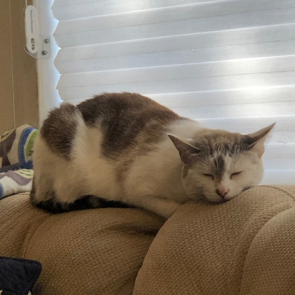 Profile Picture of Annie Hirata (@anniehirata) on Poshmark