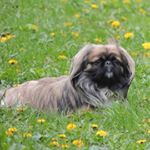 Profile Picture of Daintry Brookbridge (@daintry.broo) on Instagram