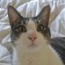 Profile Picture of Max Cattus (@max.catus) on Facebook