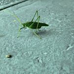 Profile Picture of Mitchell Donahue (@mitchell.donahue) on Instagram