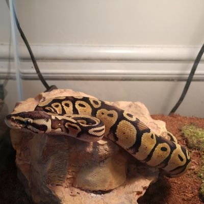 Profile Picture of Robert Porter Vereen (@PorterVereen) on Twitter