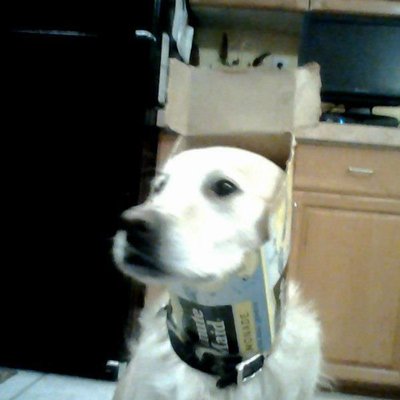 Profile Picture of Lee Randall Clement (@lrandallclement) on Twitter